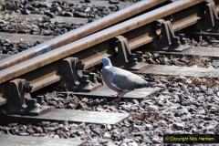 074.2020-07-11-SR-runs-its-first-train-since-lockdown.-74-