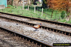 015.2020-03-16-The-Swanage-Railway.-15-
