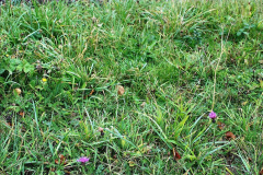 043.2020-10-30-Half-Term-week-in-Dorset-on-the-SR.-43-