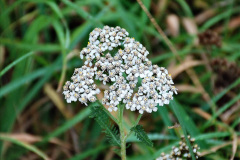 044.2020-10-30-Half-Term-week-in-Dorset-on-the-SR.-44-