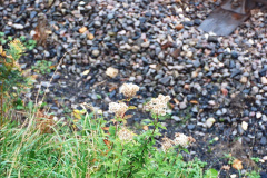 046.2020-10-30-Half-Term-week-in-Dorset-on-the-SR.-46-