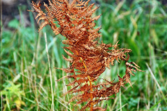 047.2020-10-30-Half-Term-week-in-Dorset-on-the-SR.-47-