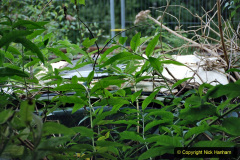 108.2020-09-02-Covid-19-running-on-the-SR.-108-Found-in-the-undergrowth-in-CC-yard.-