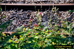 102.2020-06-23-Swanage-Railway-still-in-lockdown.-102-Harmans-Cross.-