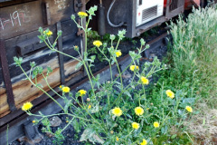 122.2020-06.-23-Swanage-Railway-still-in-lockdown.-122-Swanage.-