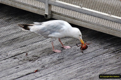 098.2021-08-15-Poole-Quay-VE-VJ-Day-75-Years-98