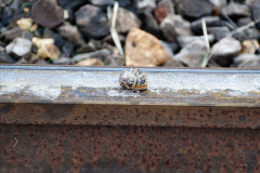 011.2021-10-27-SR-Track-Gang-more-Corfe-Castle-lineside-work.-11-