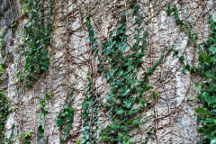 025.2021-10-27-SR-Track-Gang-more-Corfe-Castle-lineside-work.-25-