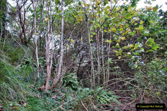 086.2021-10-27-SR-Track-Gang-more-Corfe-Castle-lineside-work.-86-