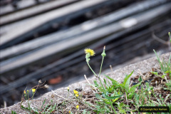 103.2021-09-01-SWANAGE.-103-