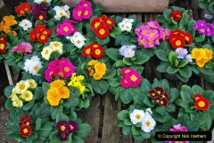 003.2023-02-24-Holme-Garden-Centre-Garden-Wareham-Dorset.-3-