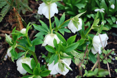 035.2023-02-24-Holme-Garden-Centre-Garden-Wareham-Dorset.-35-