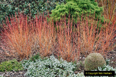 054.2023-02-24-Holme-Garden-Centre-Garden-Wareham-Dorset.-54-