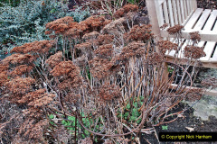 066.2023-02-24-Holme-Garden-Centre-Garden-Wareham-Dorset.-66-