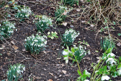 098.2023-02-24-Holme-Garden-Centre-Garden-Wareham-Dorset.-98-