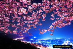 007.2023-04-10-Cherry-Blossom-Time-in-Japan.-7-