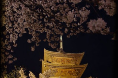 016.2023-04-10-Cherry-Blossom-Time-in-Japan.-16-
