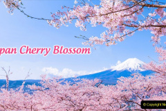 054.2023-04-10-Cherry-Blossom-Time-in-Japan.-54-