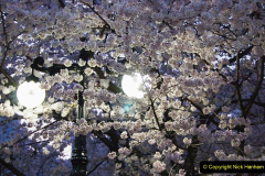 089.2023-04-10-Cherry-Blossom-Time-in-Japan.-89-