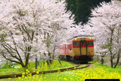 091.2023-04-10-Cherry-Blossom-Time-in-Japan.-91-