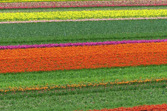 017.2023-04-11-Keukenhof-Gardens-Holland.-17-