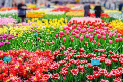 021.2023-04-11-Keukenhof-Gardens-Holland.-21-
