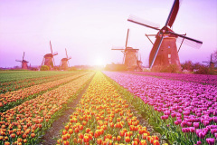 041.2023-04-11-Keukenhof-Gardens-Holland.-41-