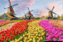 046.2023-04-11-Keukenhof-Gardens-Holland.-46-
