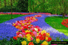 055.2023-04-11-Keukenhof-Gardens-Holland.-55-