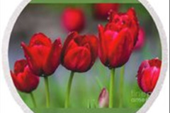 100.2023-04-11-Keukenhof-Gardens-Holland.-100-