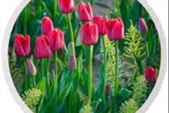101.2023-04-11-Keukenhof-Gardens-Holland.-101-