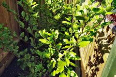 016.2023-04-21-Spring-tidy-up.-16-