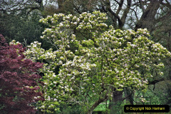 013.2023-04-29-Kingston-Lacy-NT-Late-Spring.-13-