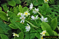 022.2023-04-29-Kingston-Lacy-NT-Late-Spring.-22-