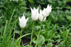 034.2023-04-29-Kingston-Lacy-NT-Late-Spring.-34-