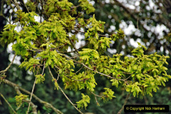 040.2023-04-29-Kingston-Lacy-NT-Late-Spring.-40-