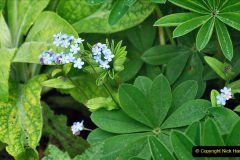041.2023-04-29-Kingston-Lacy-NT-Late-Spring.-41-