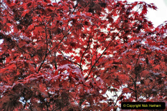 060.2023-04-29-Kingston-Lacy-NT-Late-Spring.-60-