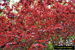 067.2023-04-29-Kingston-Lacy-NT-Late-Spring.-67-