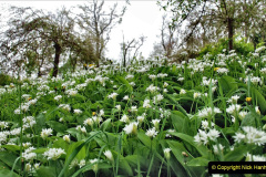 080.2023-04-29-Kingston-Lacy-NT-Late-Spring.-80-