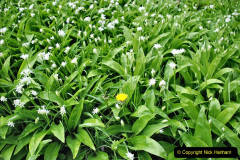 084.2023-04-29-Kingston-Lacy-NT-Late-Spring.-84-