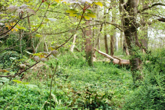 097.2023-04-29-Kingston-Lacy-NT-Late-Spring.-97-
