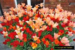 110.2023-04-29-Kingston-Lacy-NT-Late-Spring.-110-