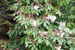 126.2023-04-29-Kingston-Lacy-NT-Late-Spring.-126-
