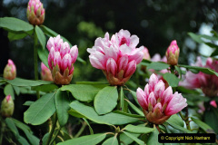 128.2023-04-29-Kingston-Lacy-NT-Late-Spring.-128-