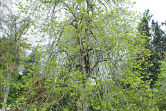 129.2023-04-29-Kingston-Lacy-NT-Late-Spring.-129-