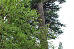 135.2023-04-29-Kingston-Lacy-NT-Late-Spring.-135-