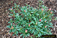 143.2023-04-29-Kingston-Lacy-NT-Late-Spring.-143-