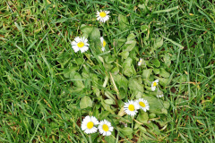 155.2023-04-29-Kingston-Lacy-NT-Late-Spring.-155-