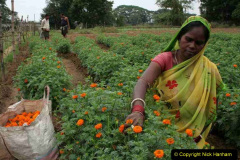 19/12/10 - BHUBANESWAR:A woman florist plucks marigold from a garden, with the marriage season on, flowers are much in demand on the outskirts of Bhubaneswar on Sunday -- Express photo by Shamim